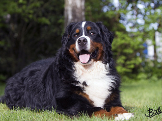 Heinrich von den lustigen B&auml;ren