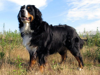 Aimy - Belinda vom Erlenhagen